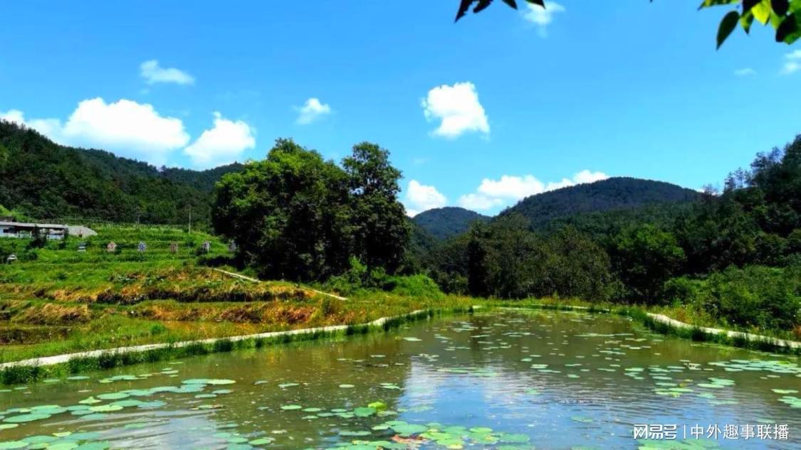 自助下单平台网站免费：在线下单便捷服务体验_ks双击自助下单蚂蚁